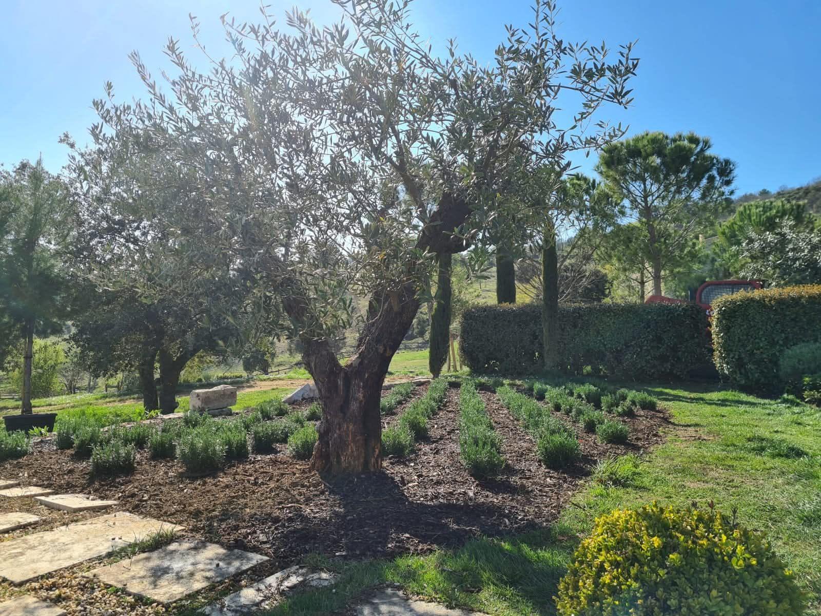 Gazon semé, olivier et jeunes lavandes plantées par Gonsalves Paysages près de Manosque